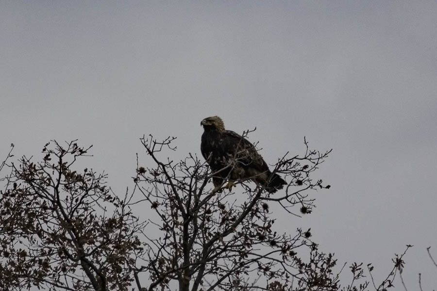 Eastern Imperial Eagle