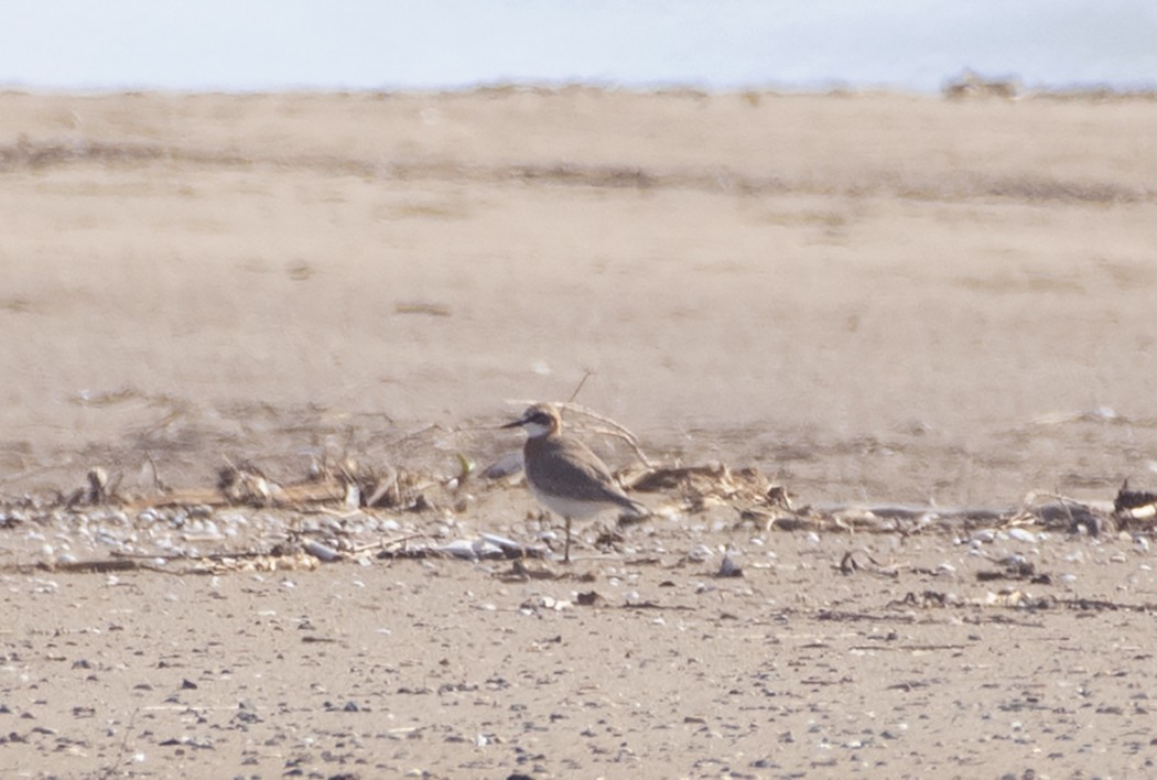 Greater Sand Plover