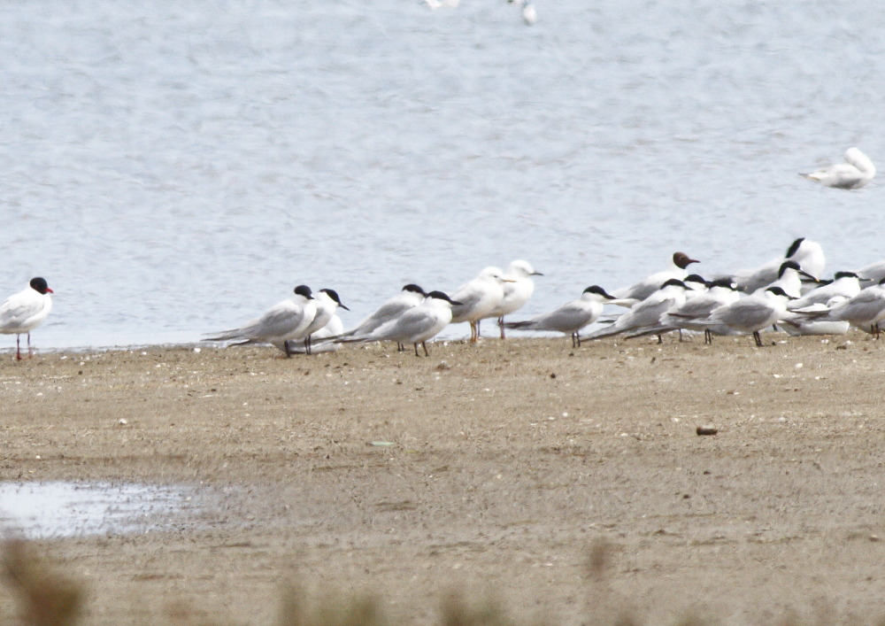 Gull-billed Tern