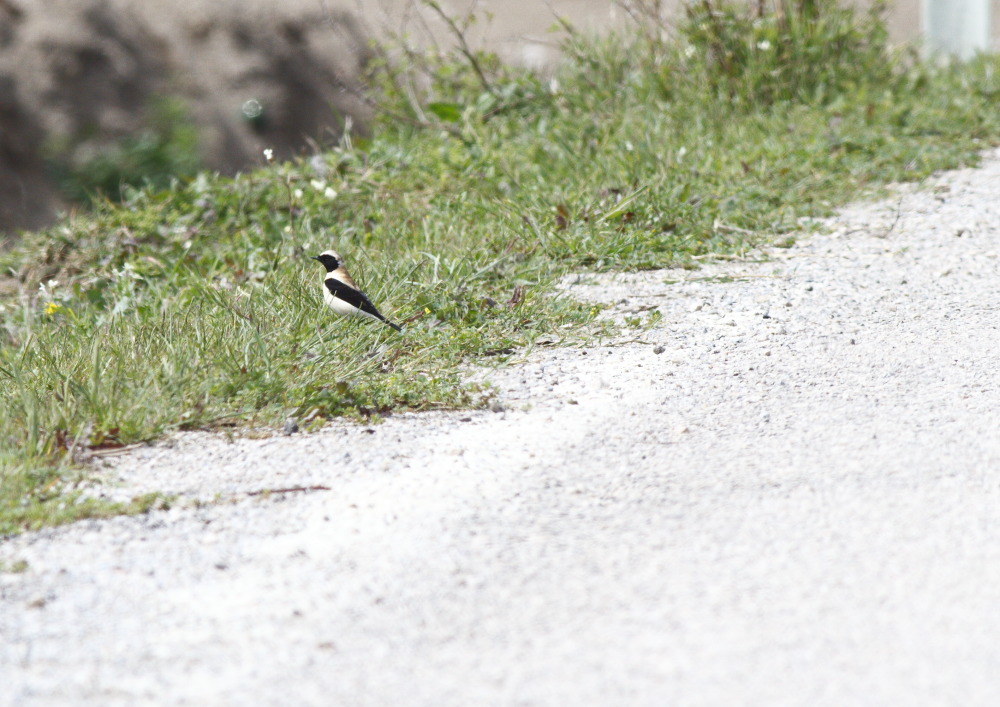 Black-eared Wheatear