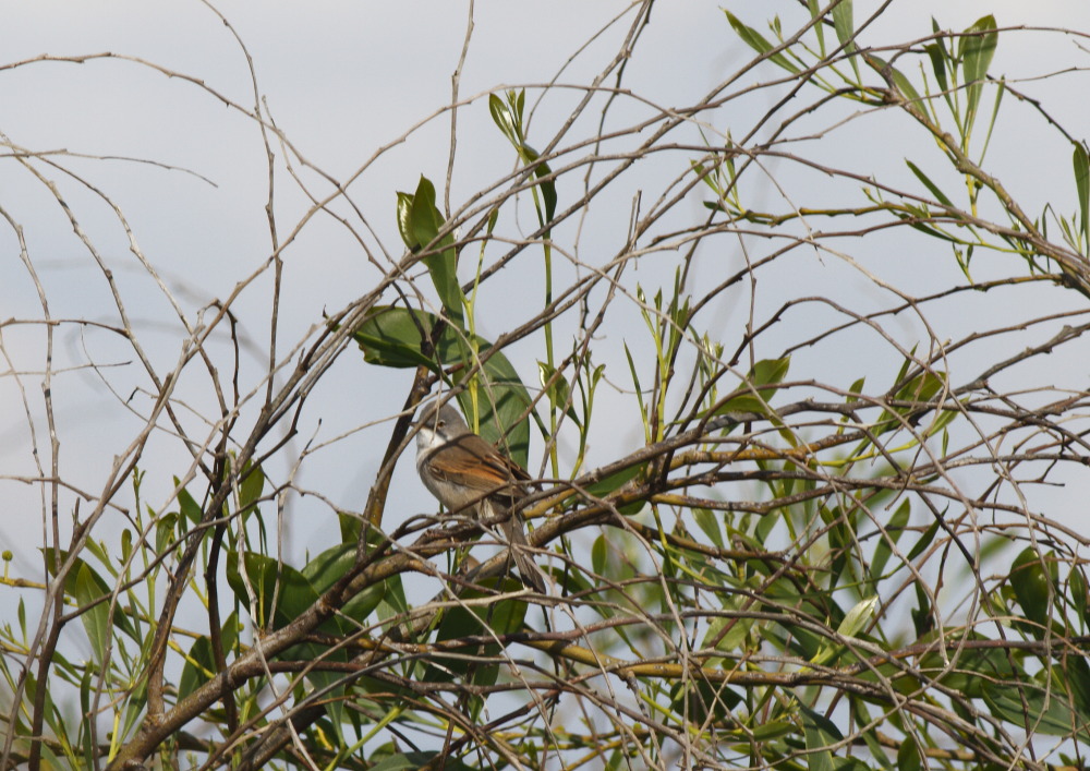 Common Whitethroat