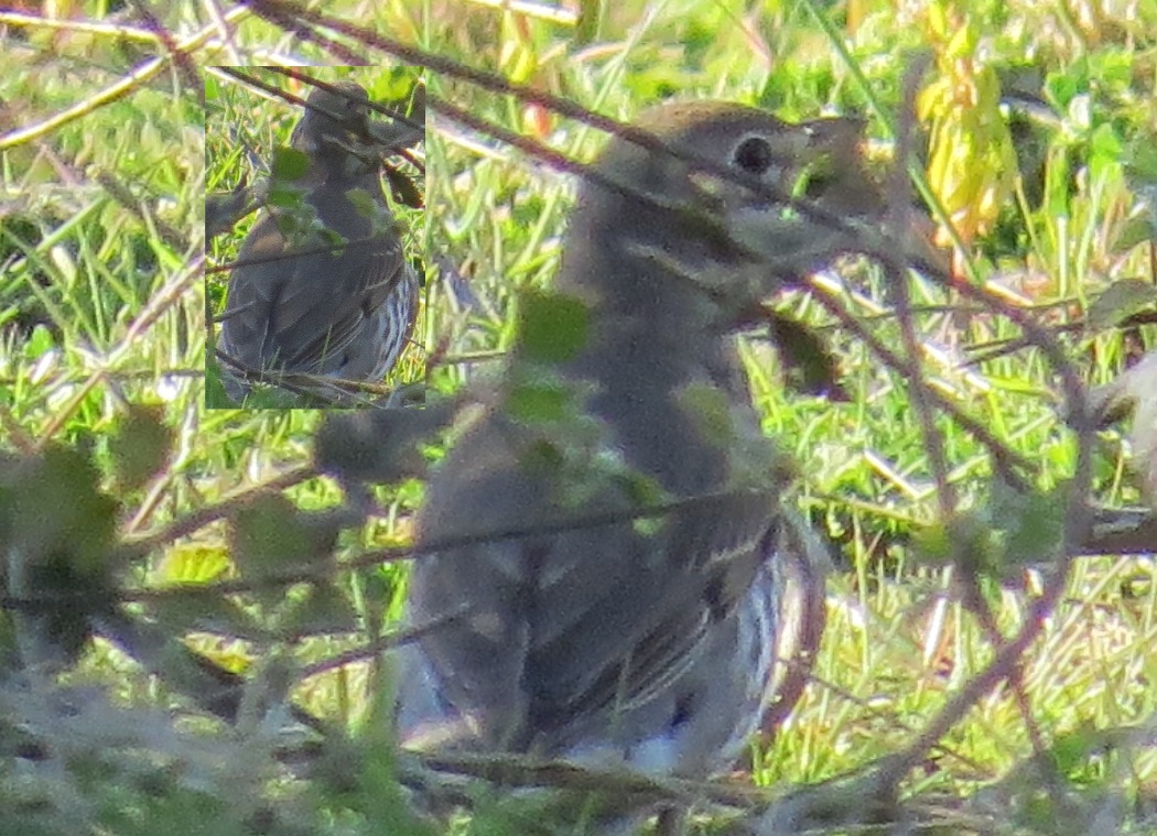 Mistle Thrush