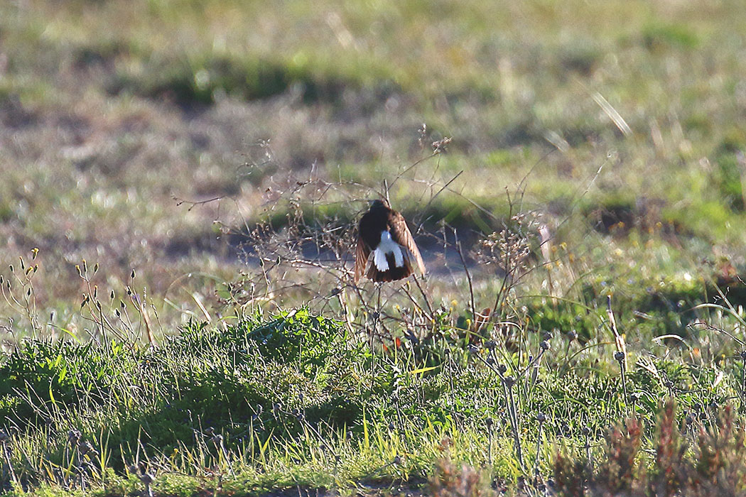 Cyprus Wheatear
