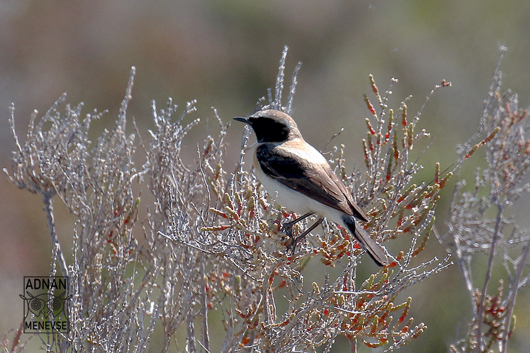 Black-eared Wheatear