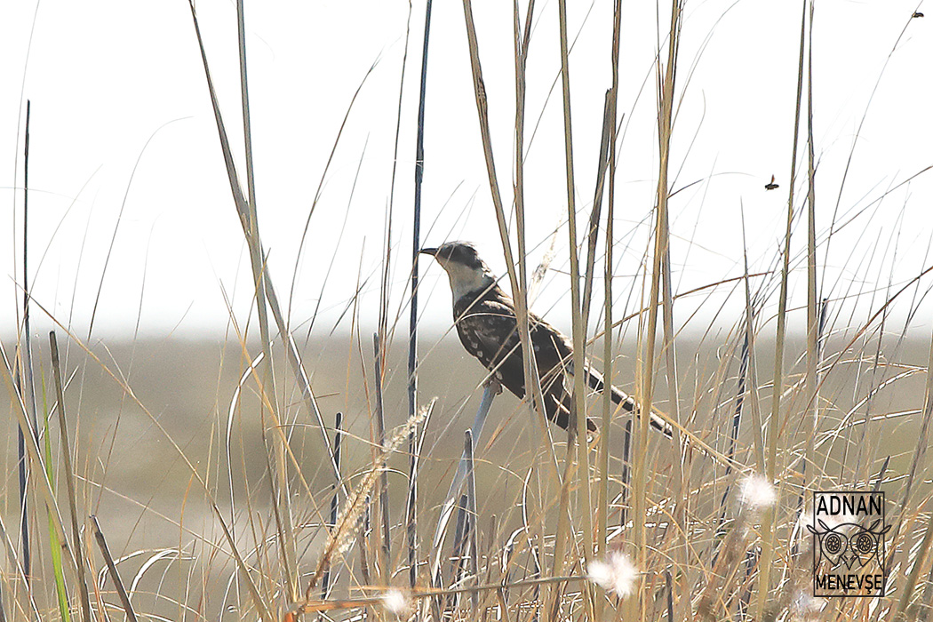 Great Spotted Cuckoo