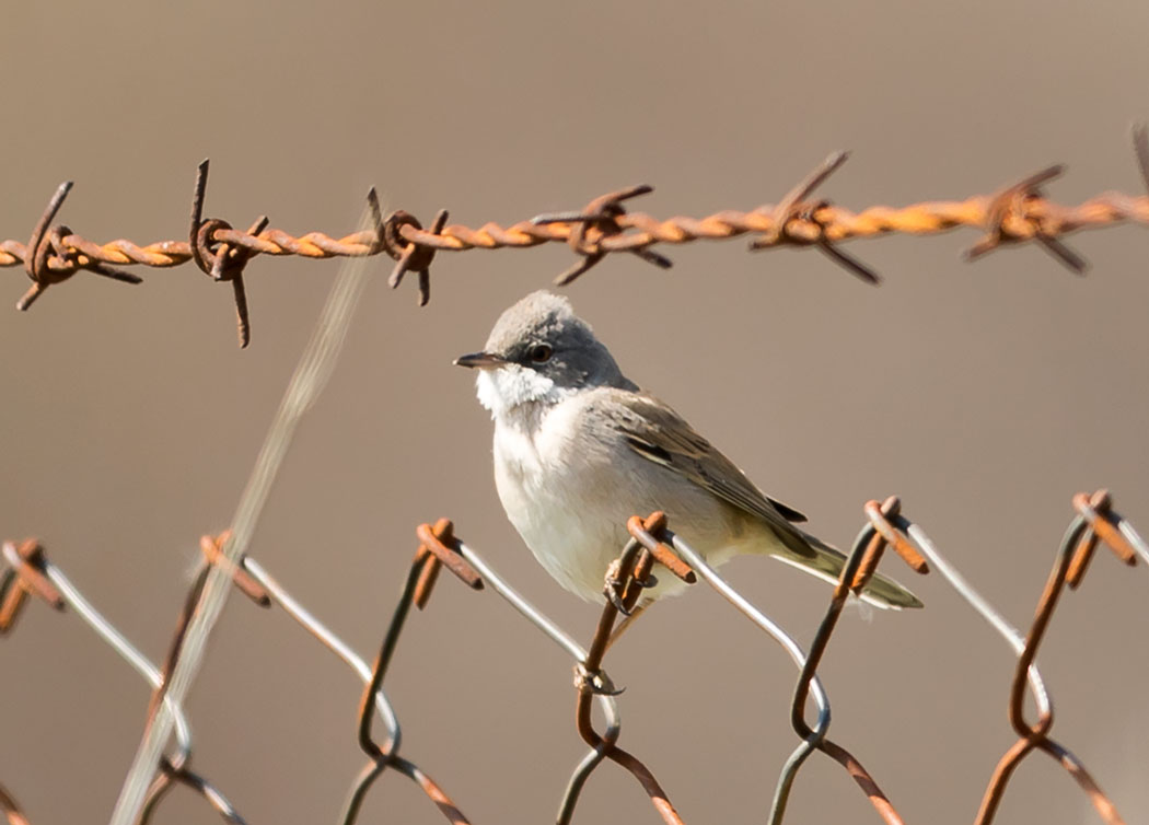 Common Whitethroat