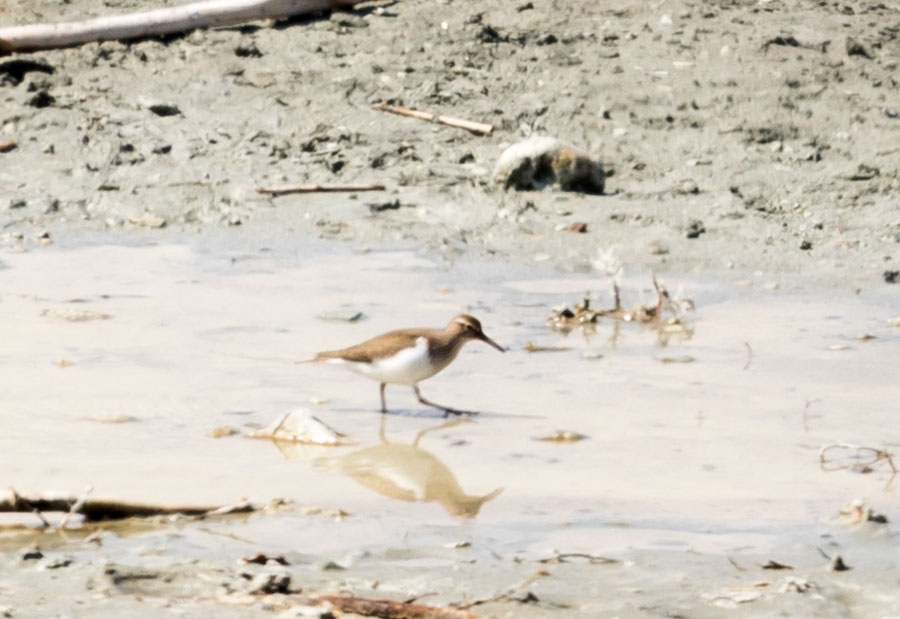 Common Sandpiper