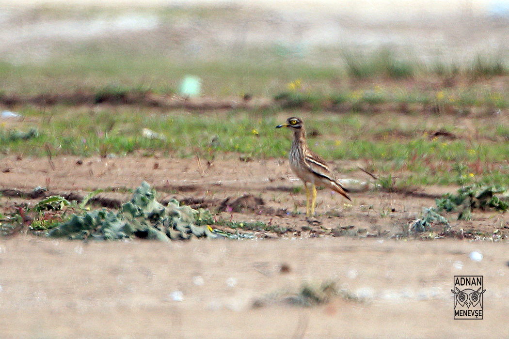Eurasian Stone-curlew