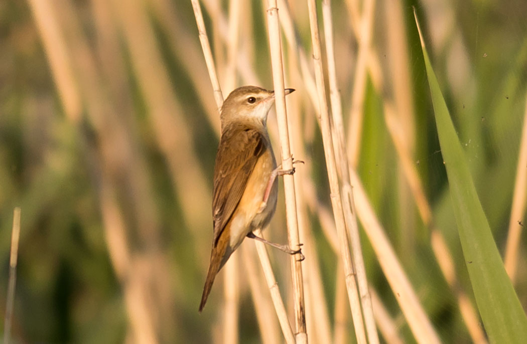 Great Reed Warbler