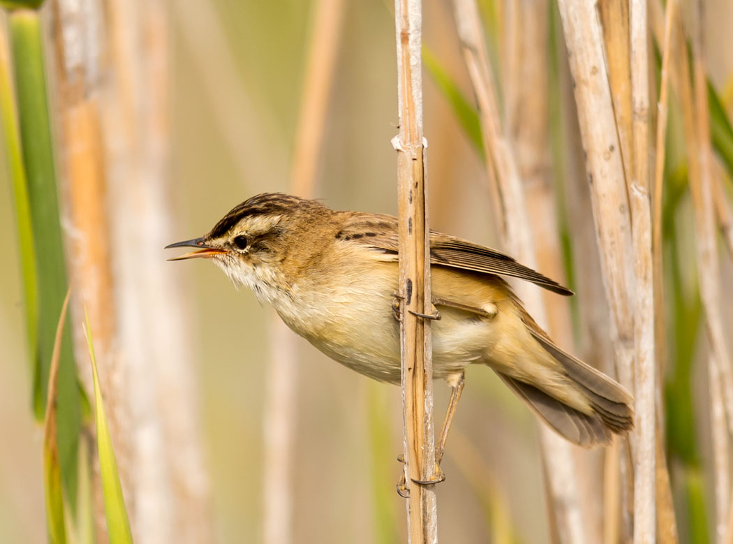 Sedge Warbler