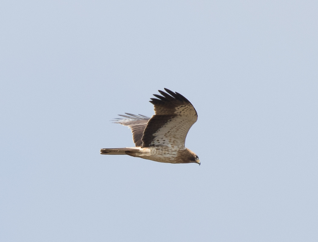 Booted Eagle