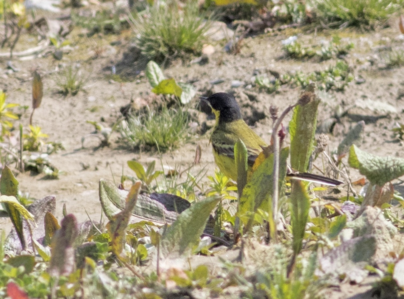 Western Yellow Wagtail