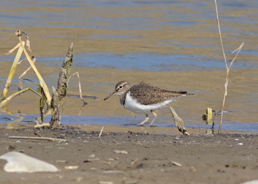 Common Sandpiper