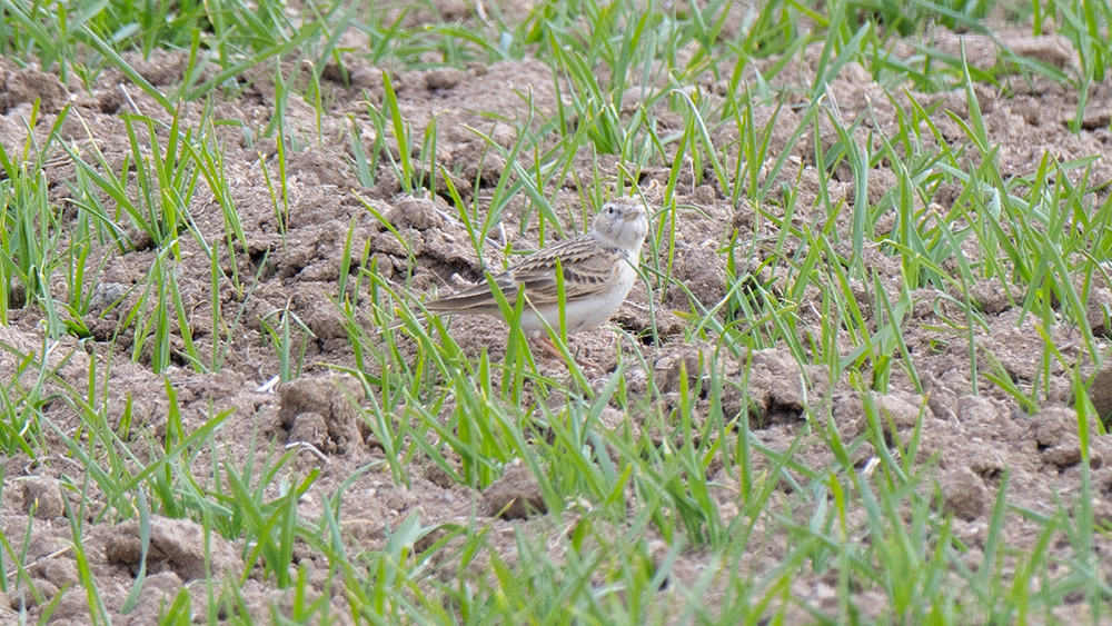 Greater Short-toed Lark