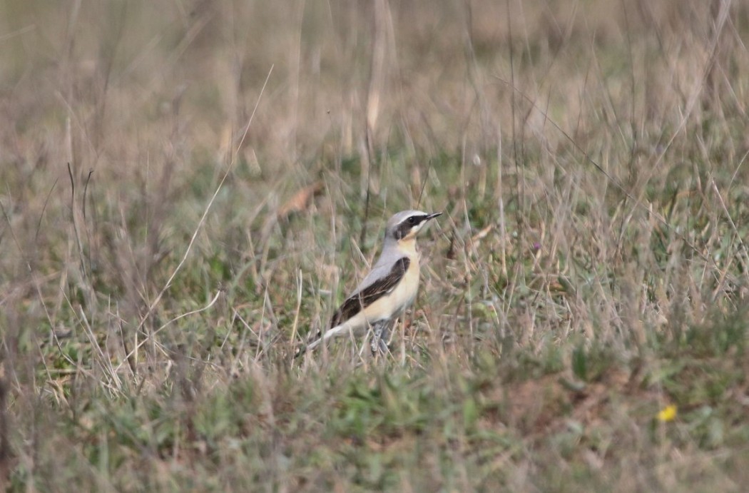 Northern Wheatear