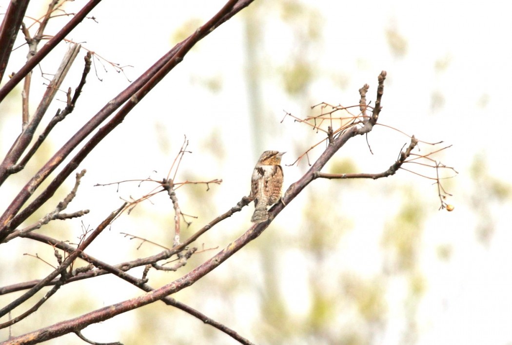 Eurasian Wryneck