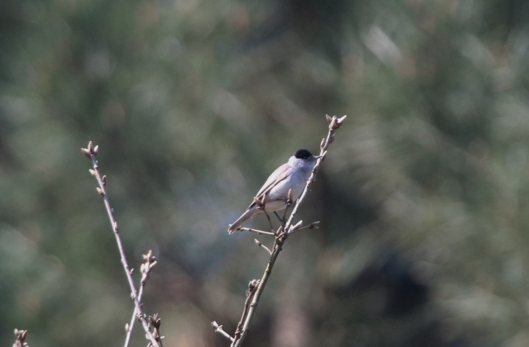 Eurasian Blackcap