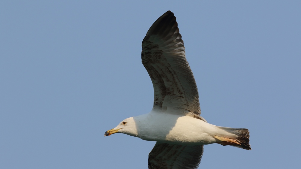 Yellow-legged Gull
