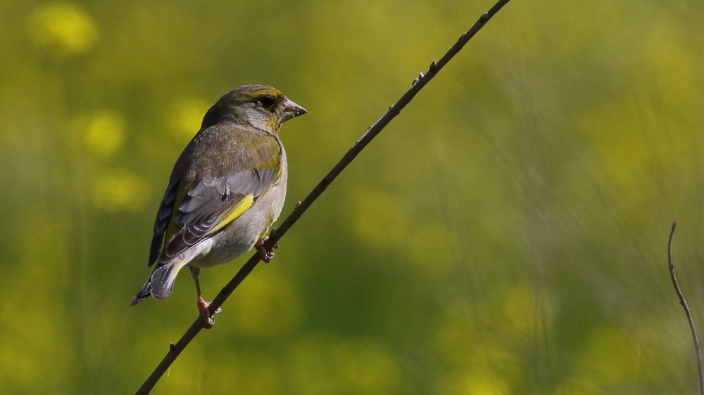 European Greenfinch