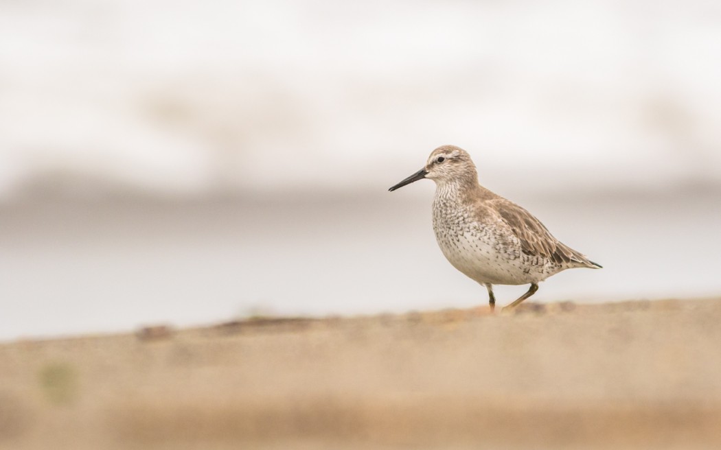 Red Knot