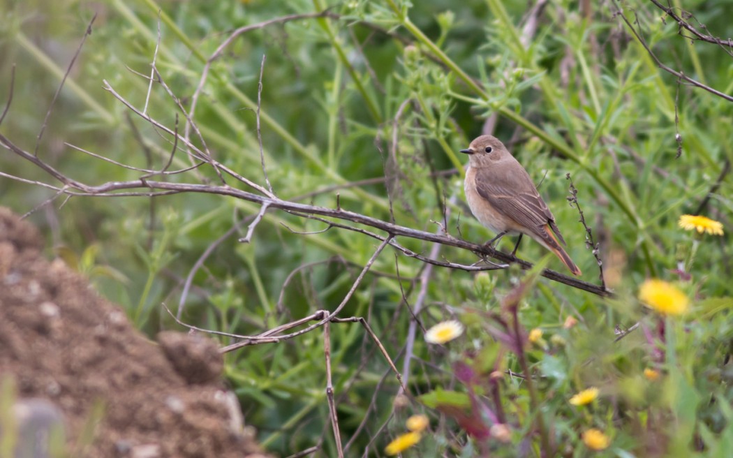 Common Redstart