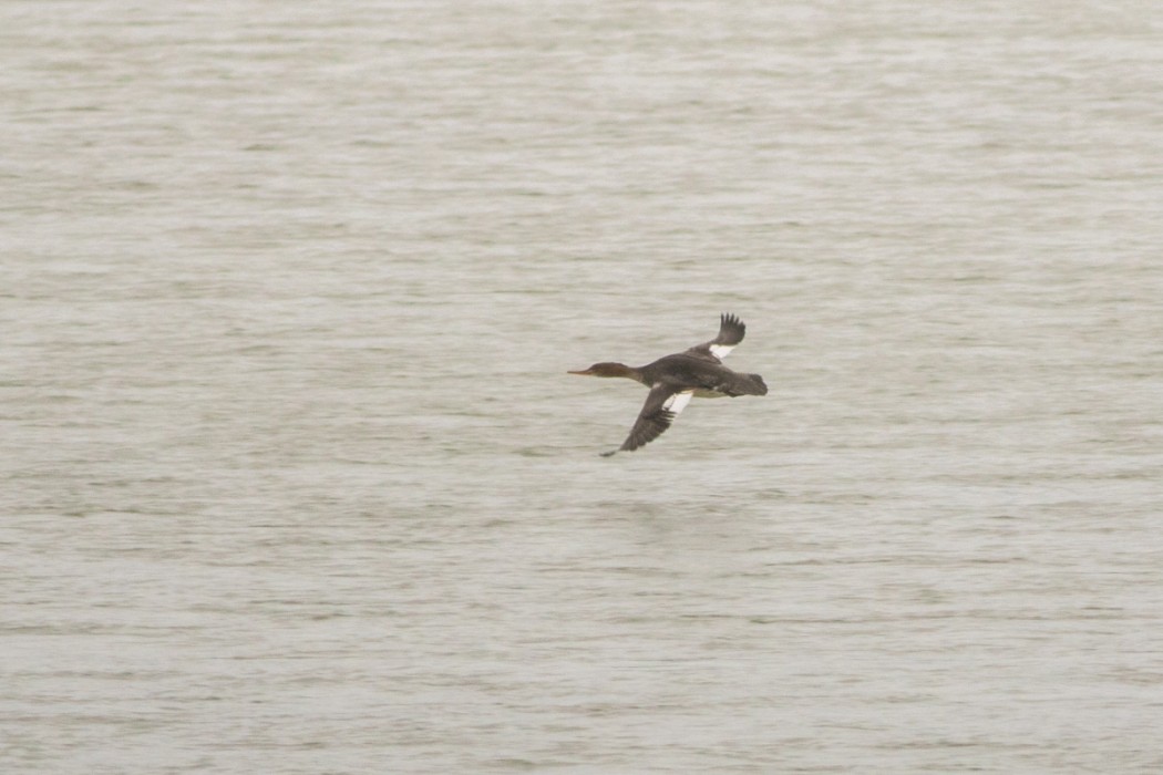 Red-breasted Merganser
