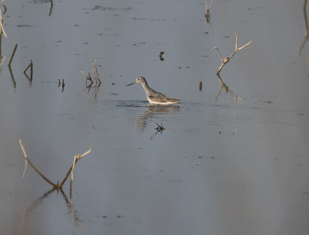 Common Greenshank