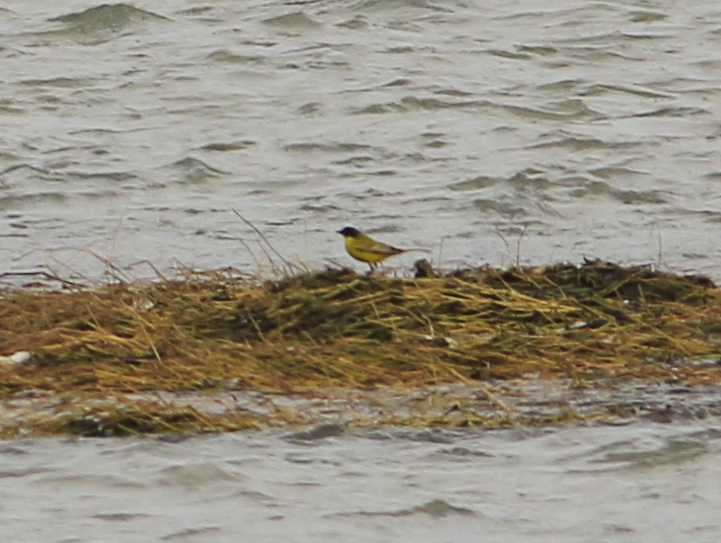 Western Yellow Wagtail