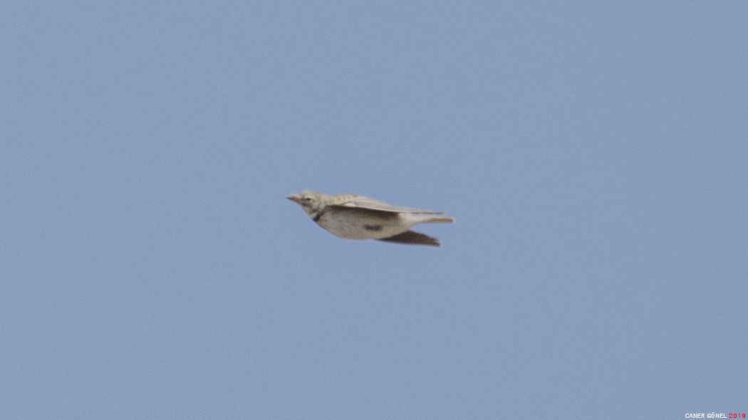 Calandra Lark