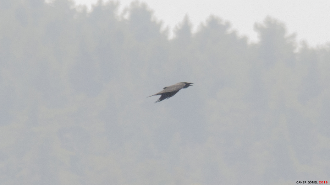 Northern Raven