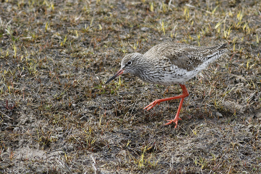 Common Redshank