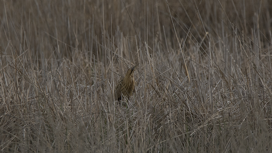 Eurasian Bittern