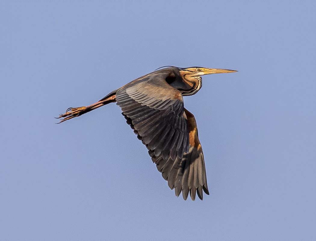 Purple Heron