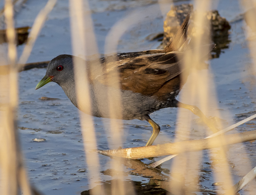 Little Crake