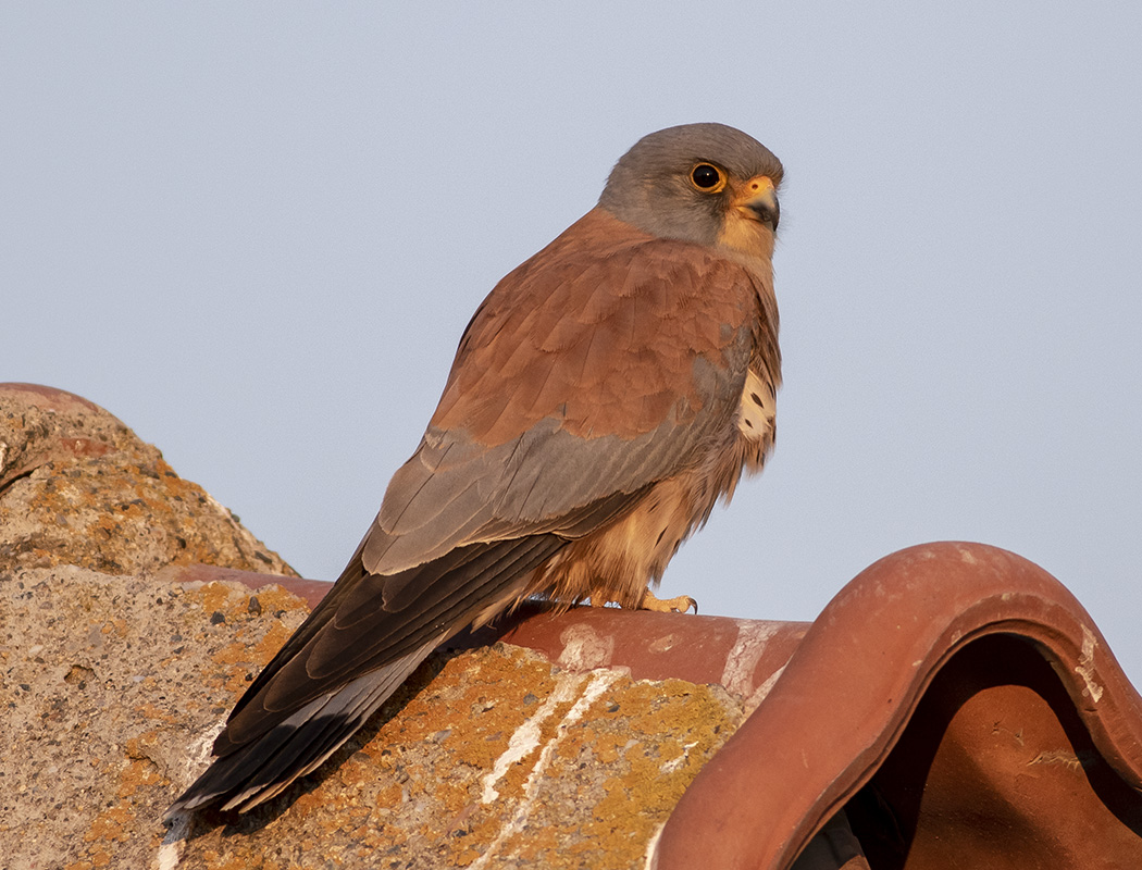 Lesser Kestrel