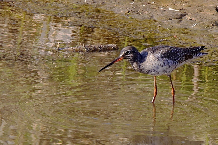 Spotted Redshank