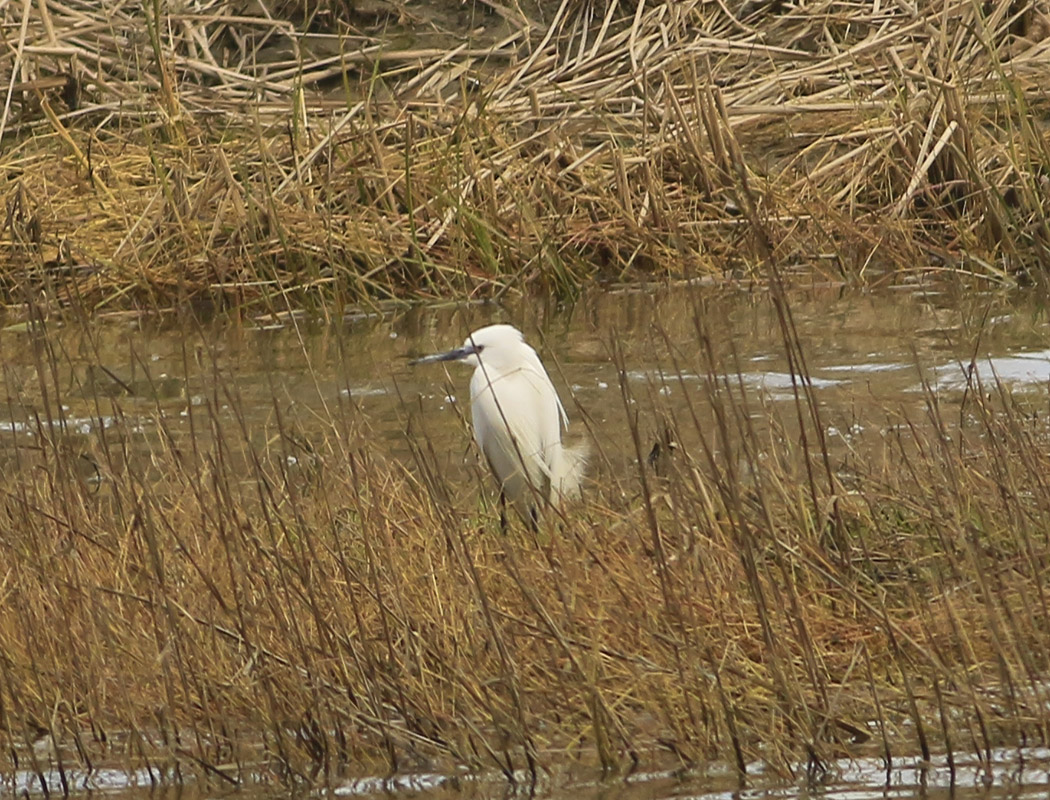 Little Egret