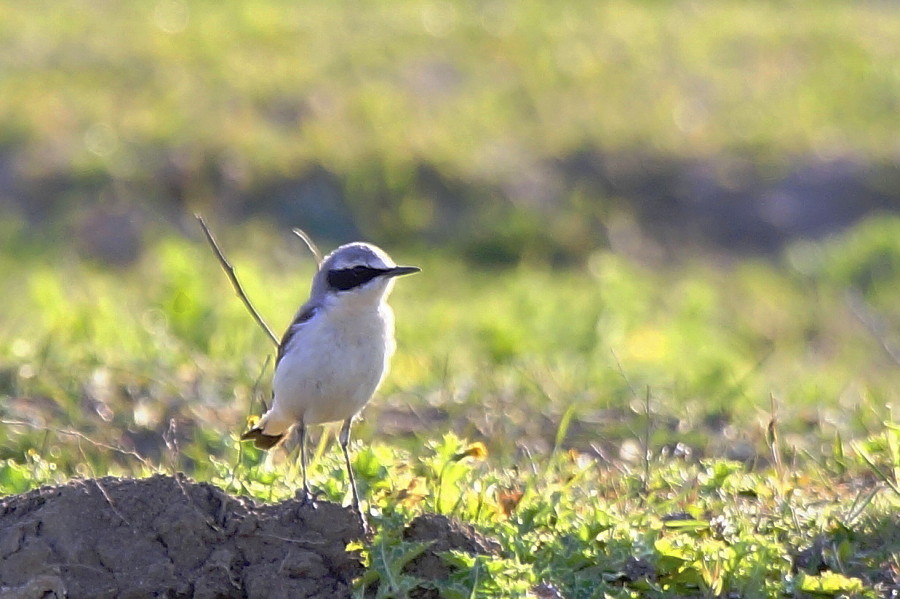 Northern Wheatear