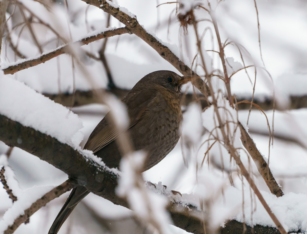 Common Blackbird