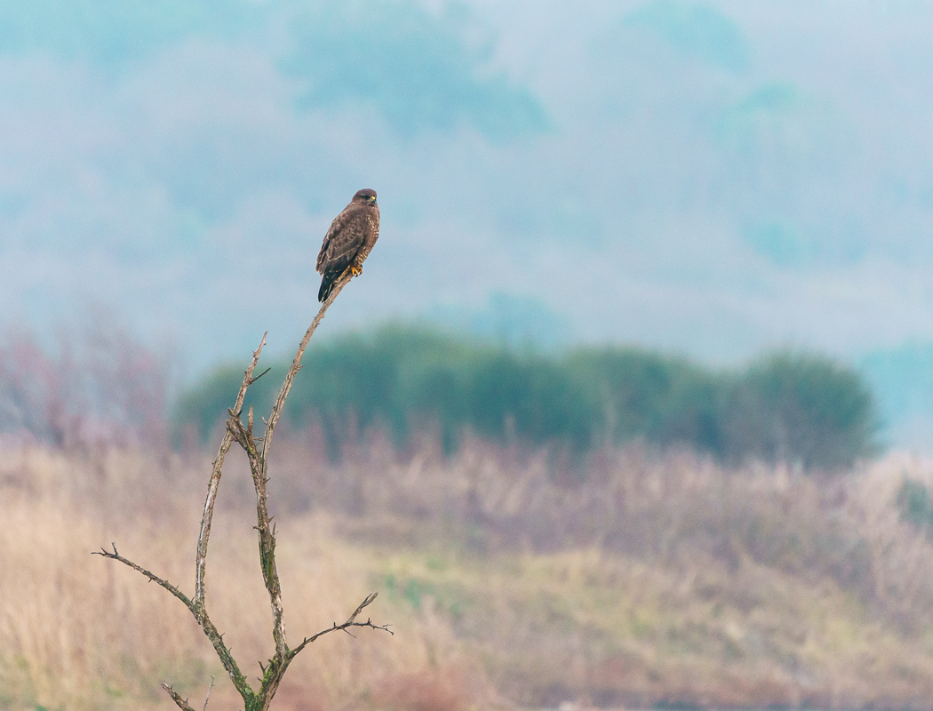 Common Buzzard