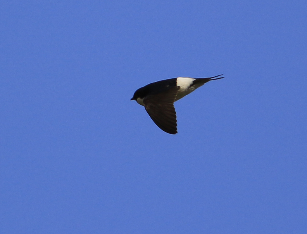 Western House Martin