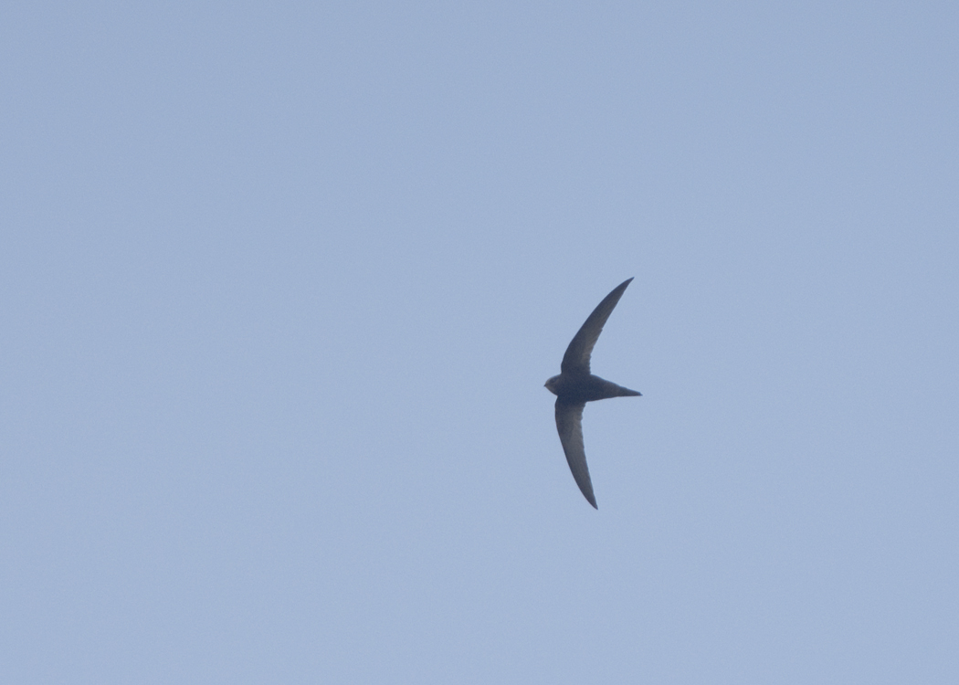 Common Swift