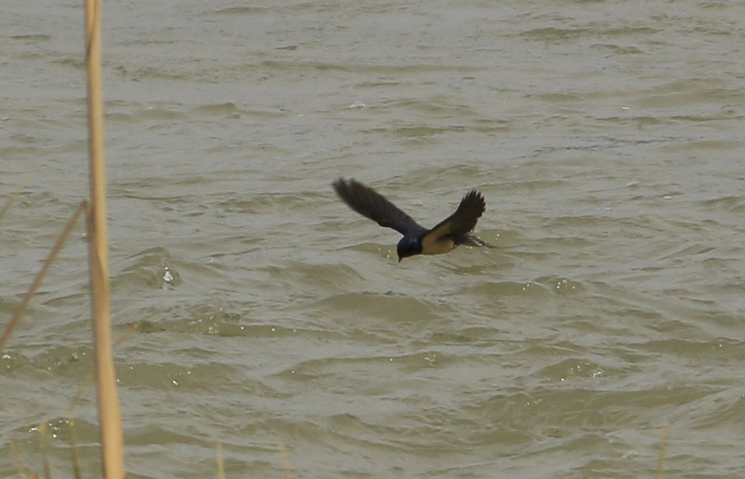 Barn Swallow