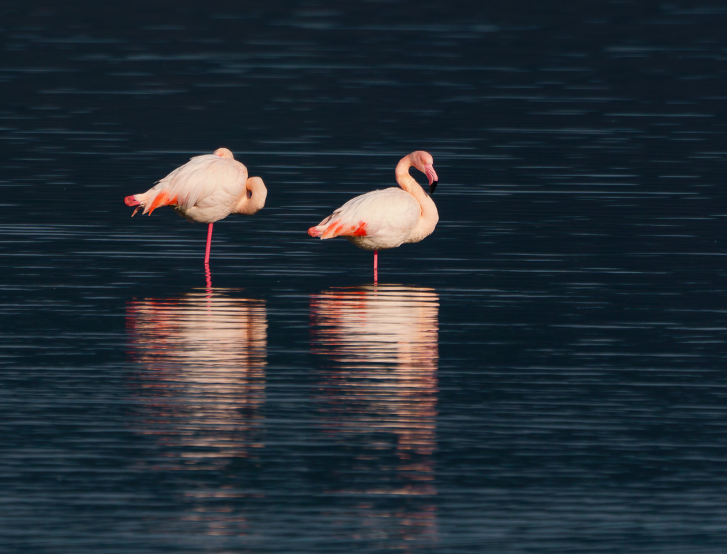Greater Flamingo