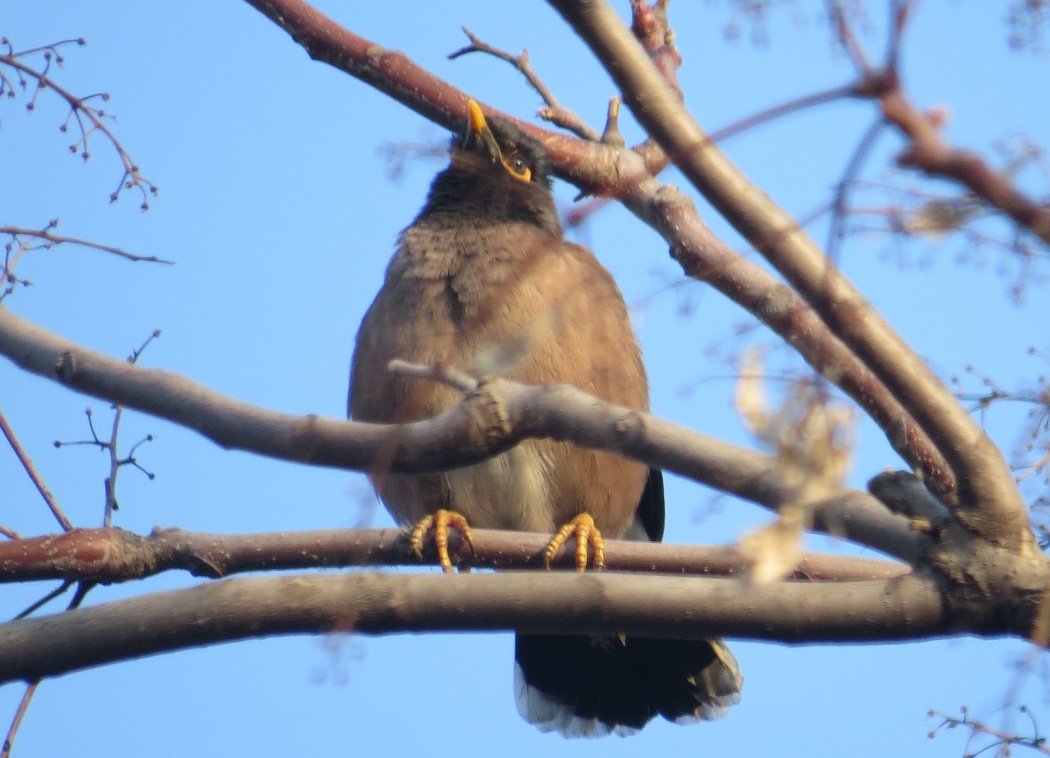 Common Myna