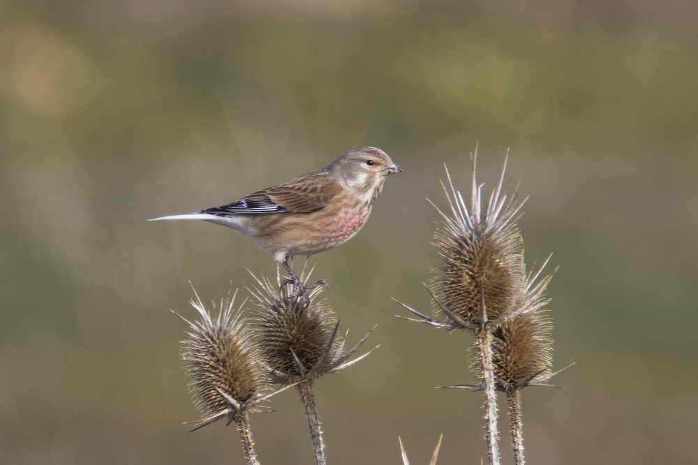 Common Linnet