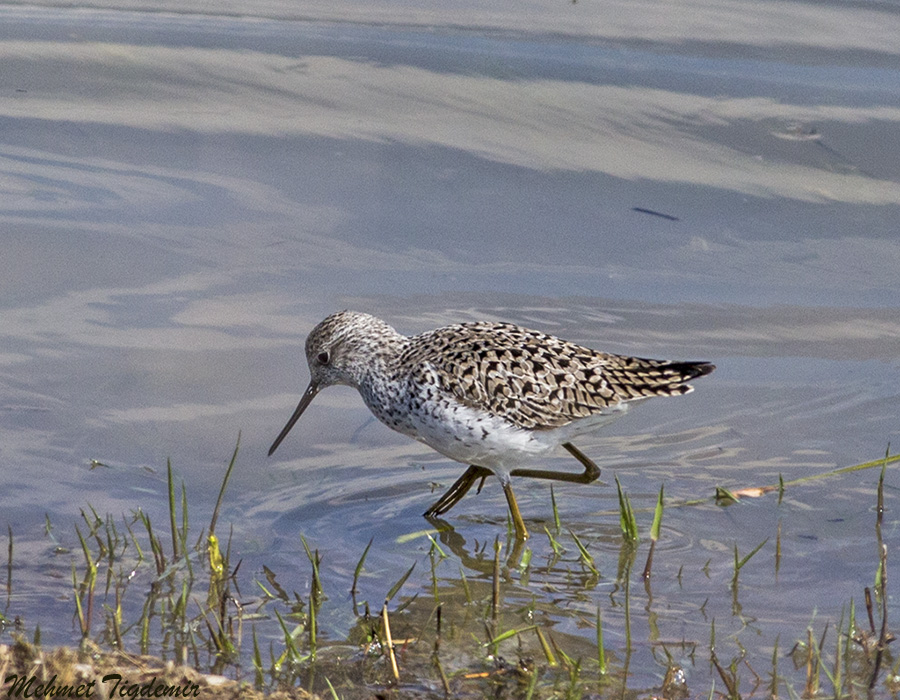 Marsh Sandpiper