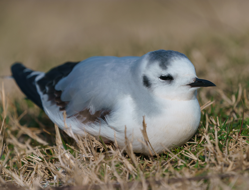 Little Gull