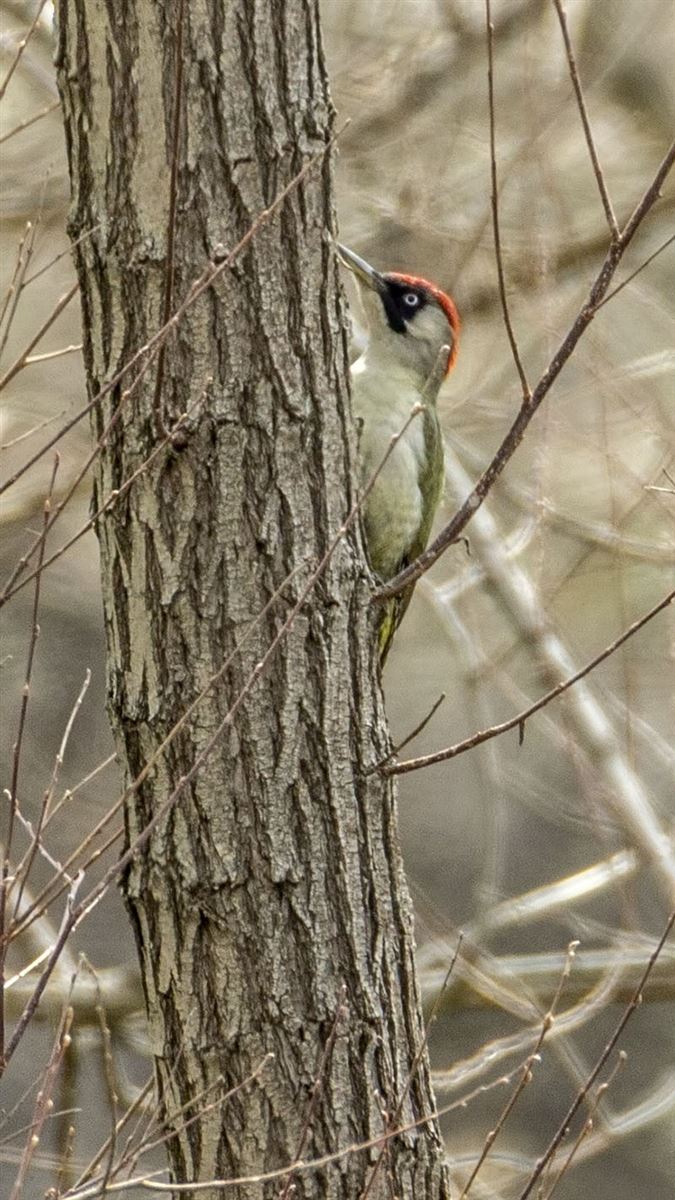 European Green Woodpecker