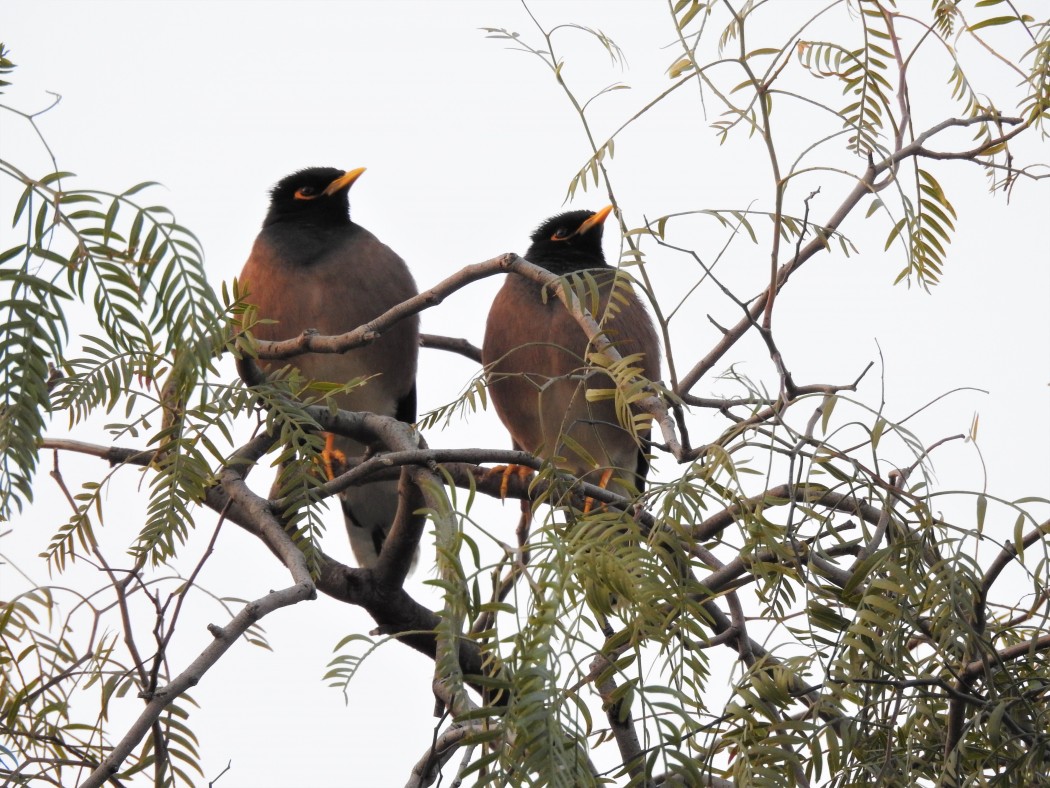 Common Myna